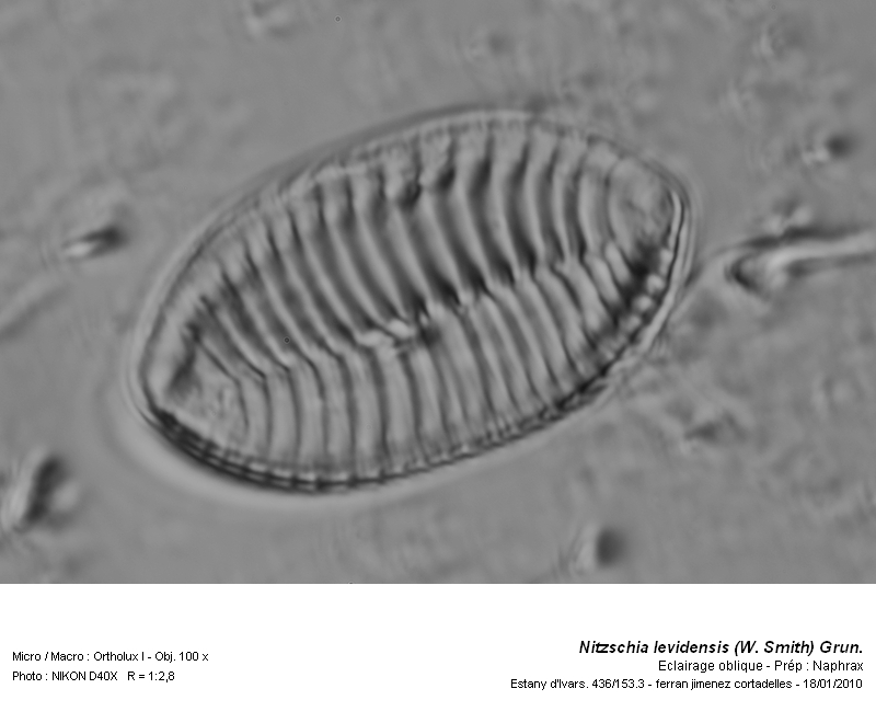 Nitzschia levidensis (W. Smith) Grun. in Van Heurck #14162