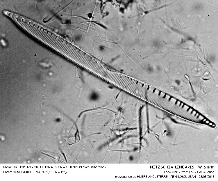 NITZSCHIA LINEARIS W.Smith #45345