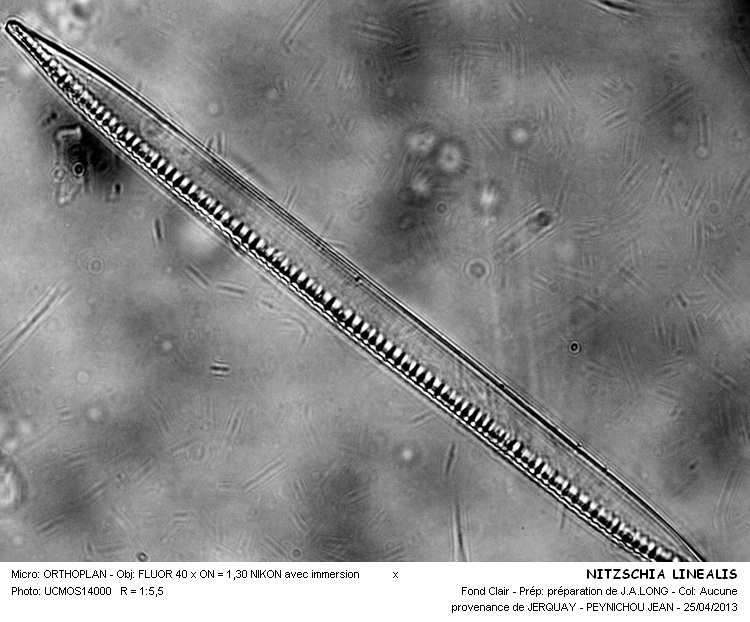 NITZSCHIA LINEARIS #30765