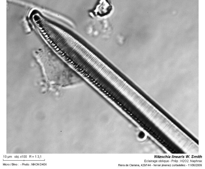 Nitzschia linearis W. Smith #11068