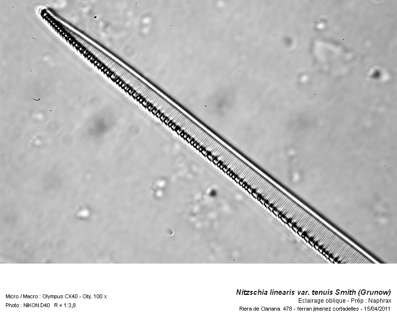 Nitzschia linearis var. tenuis (Smith) Grunow #21682