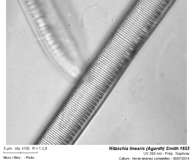 Nitzschia linearis W. Smith #38193