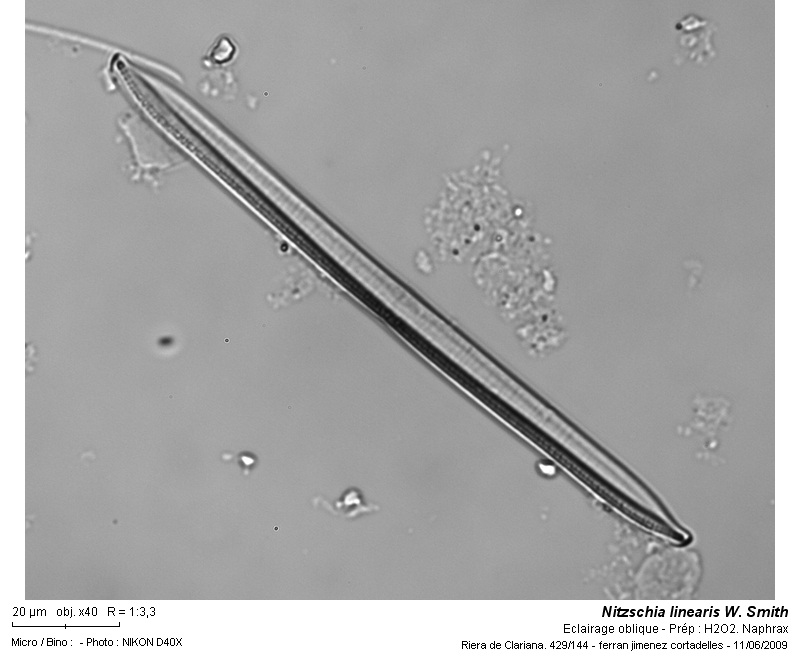 Nitzschia linearis W. Smith #11066