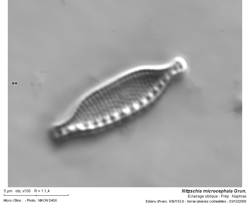 Nitzschia microcephala Grun. #13774