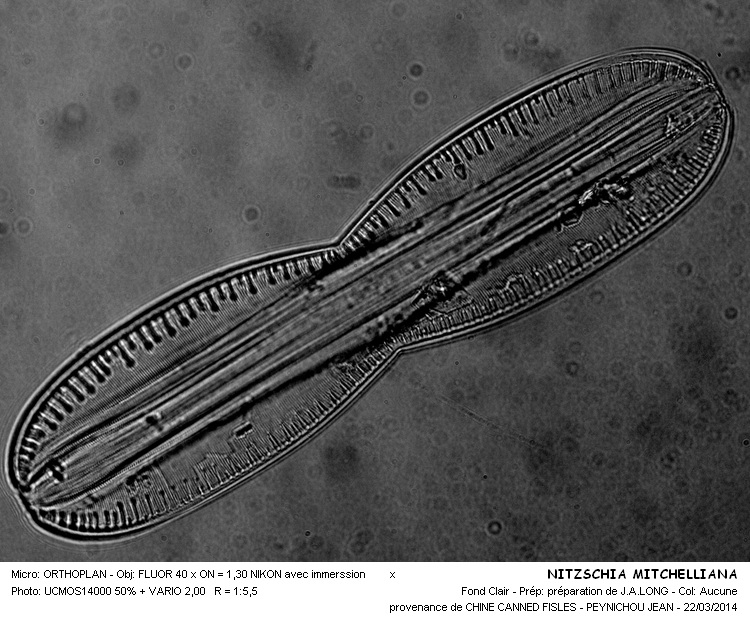 NITZSCHIA MITCHELLIANA #36872