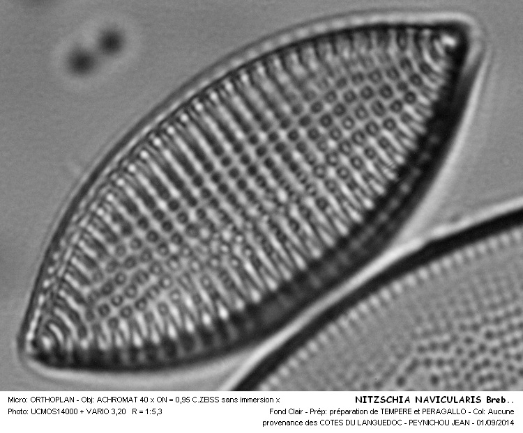 NITZSCHIA NAVICULARIS Breb. #38764