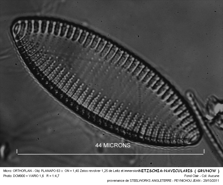 Nitzschia navicularis (Brebisson) Grunow #24438