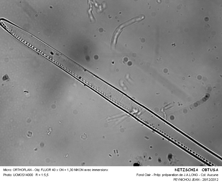 NITZSCHIA OBTUSA #31762