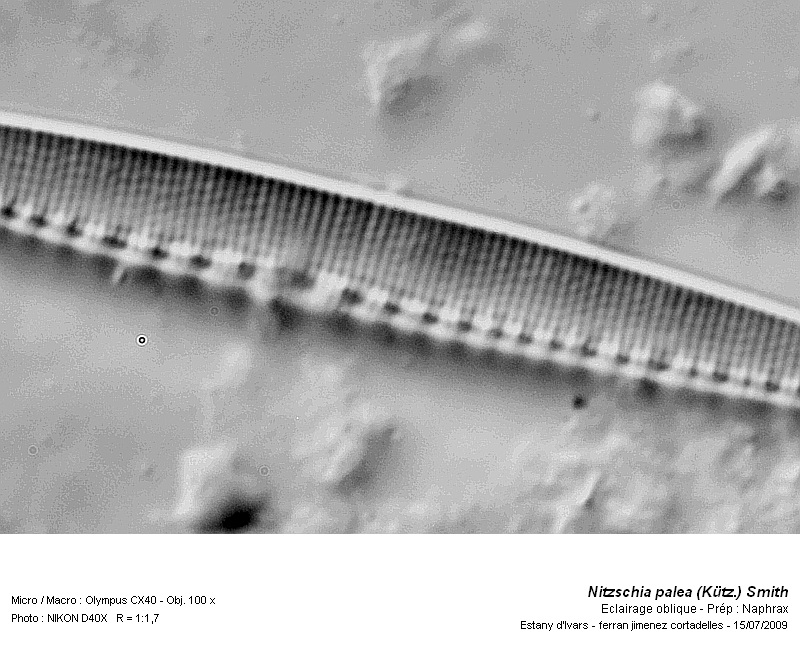 Nitzschia palea (Kütz.) W. Smith #13726