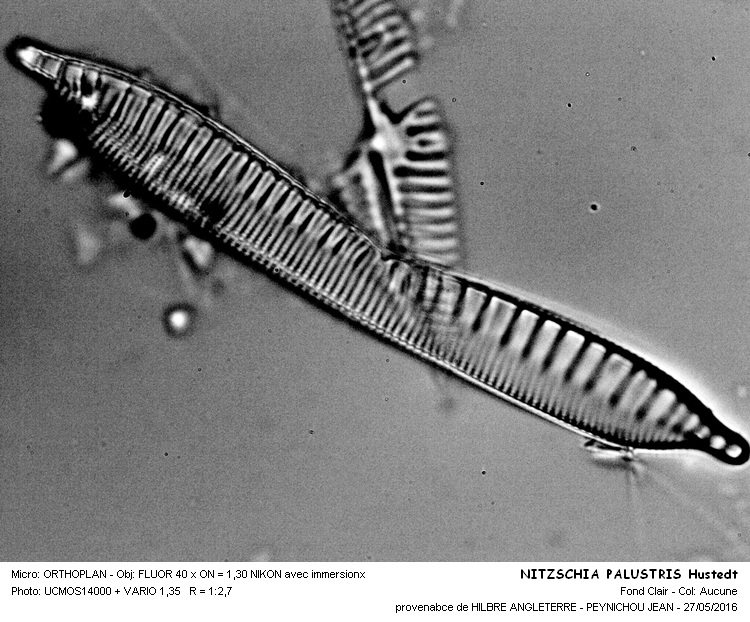 NITZSCHIA PALUSTRIS Hustedt #45410