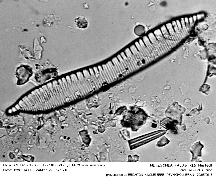 NITZSCHIA PALUSTRIS Hustedt #45279