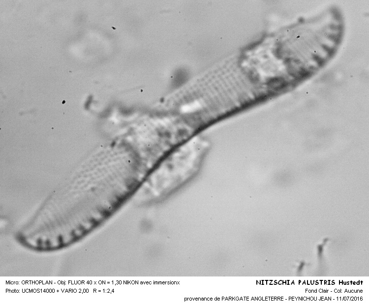 NITZSCHIA PALUSTRIS Hustedt #46041