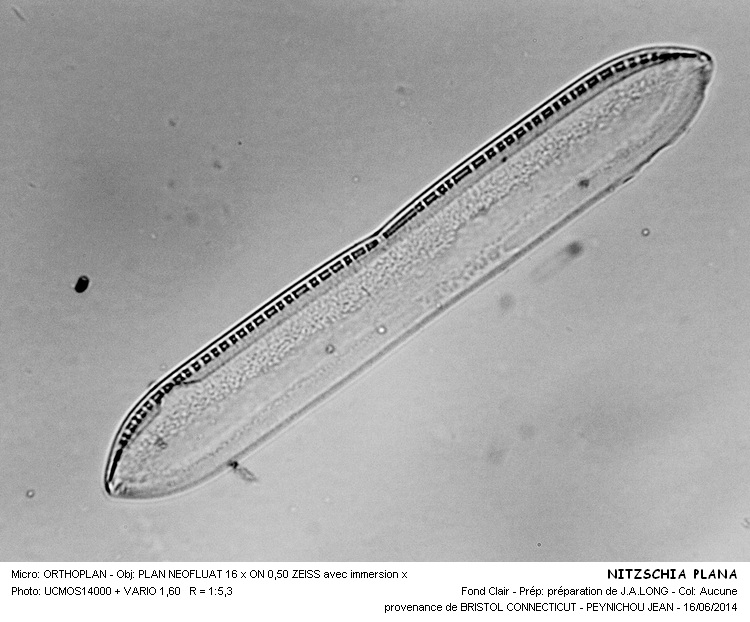 NITZSCHIA PLANA #37893