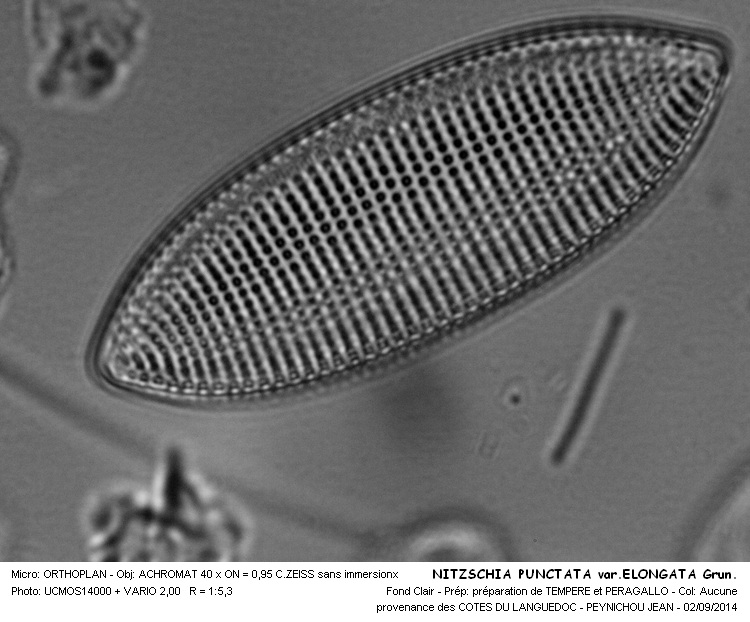 NITZSCHIA PUNCTATA var. ELONGATA Grun #38768