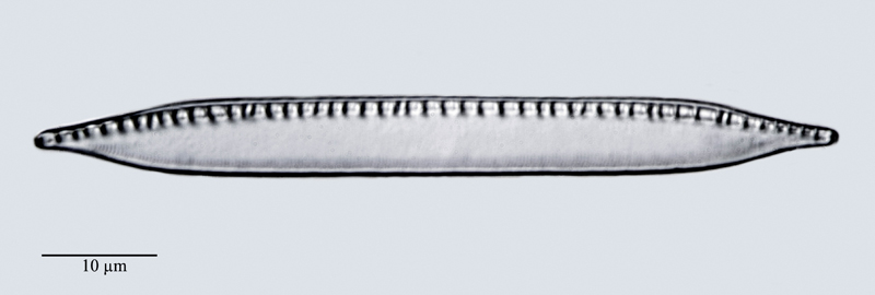 Nitzschia recta #47786
