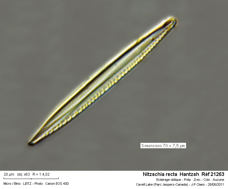 Nitzschia recta #23060