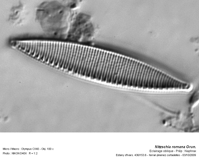 Nitzschia romana Grun. #13770