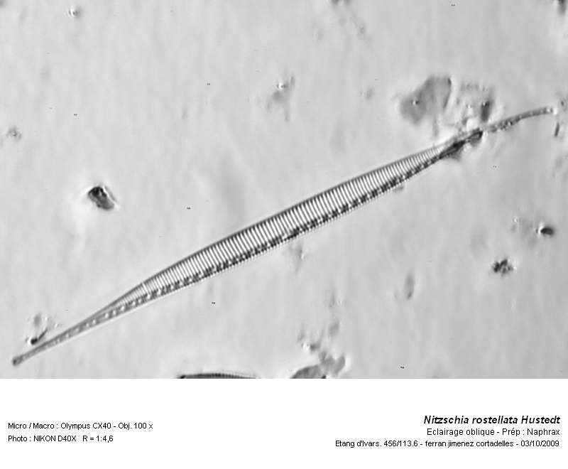 Nitzschia rostellata Hustedt (1956) #13840
