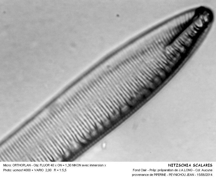 NITZSCHIA SCALARIS #37872