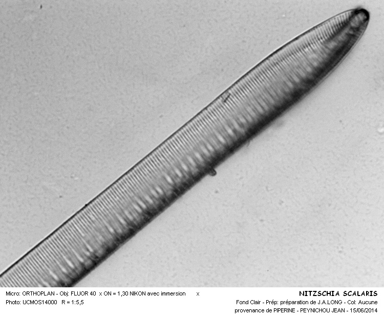 NITZSCHIA SCALARIS #37871