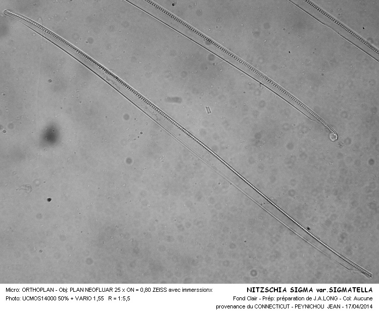 NITZSCHIA SIGMA var . SIGMATELLA #37213