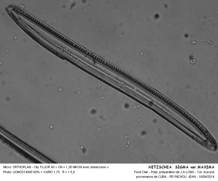 NITZSCHIA SIGMA var . MAXIMA #37189