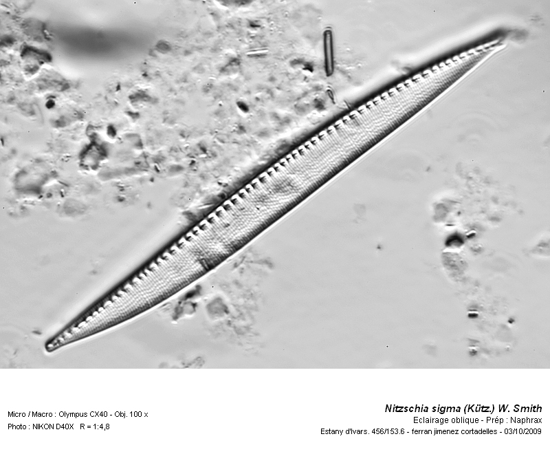 Nitzschia sigma (Kütz.) W. Smith #13849