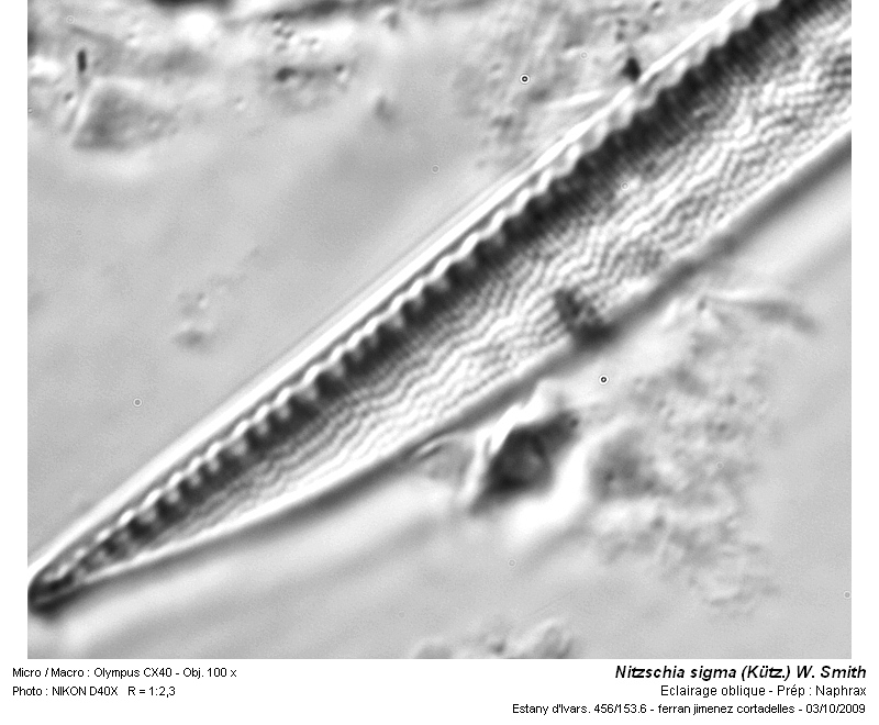 Nitzschia sigma (Kütz.) W. Smith #13850