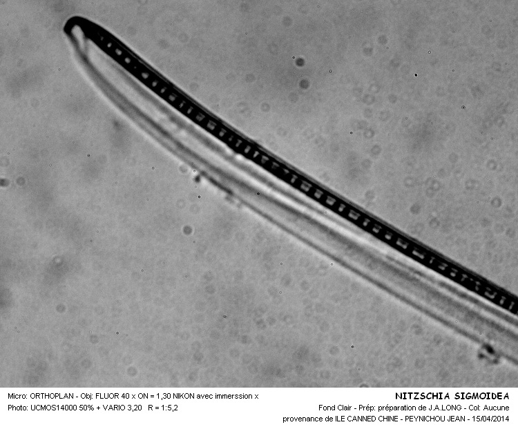 NITZSCHIA SIGMOIDEA #37182