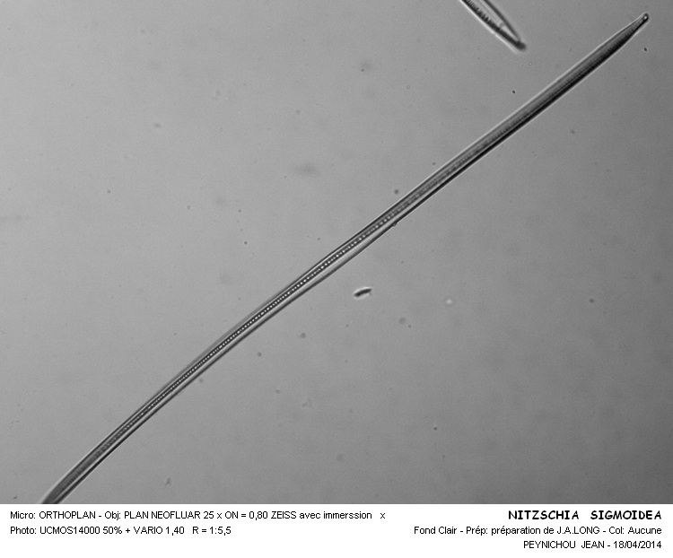 NITZSCHIA SIGMOIDEA #37217