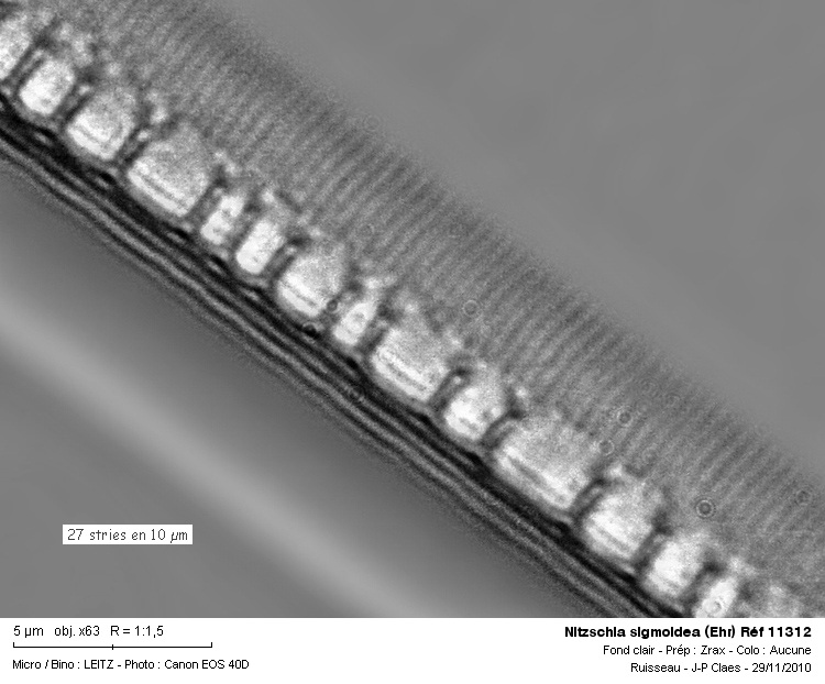 Nitzschia Sigmoidea (Ehr) #19498