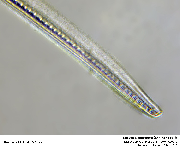 Nitzschia Sigmoidea (Ehr) #19500