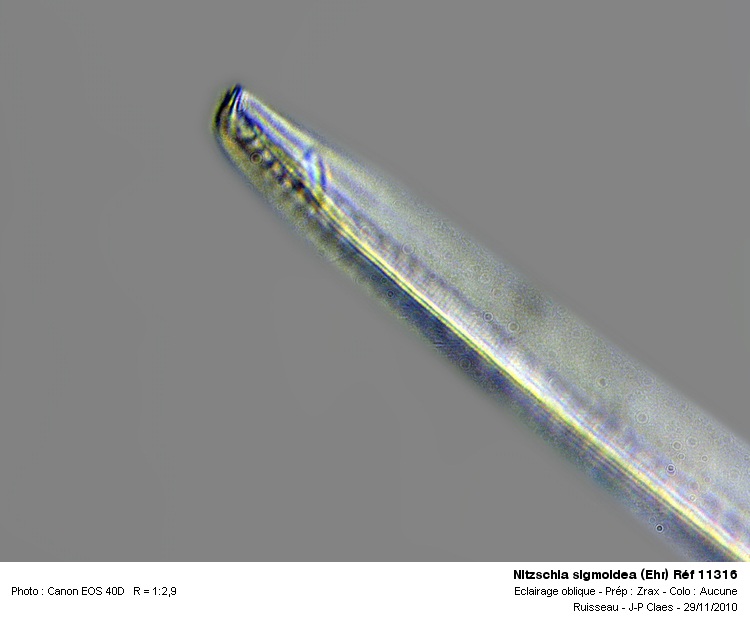 Nitzschia Sigmoidea (Ehr) #19499