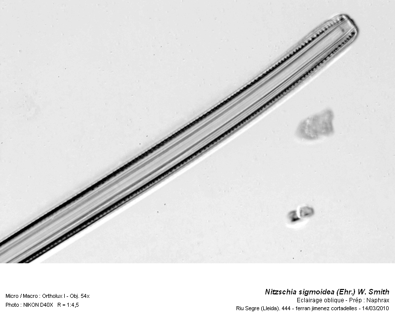 Nitzschia sigmoidea (Ehr.) W. Smith #15260