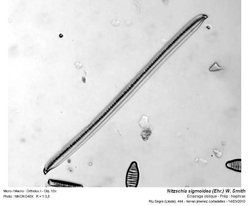 Nitzschia sigmoidea (Ehr.) W. Smith #15259