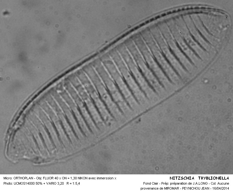 NITZSCHIA TRYBLIONELLA #37187