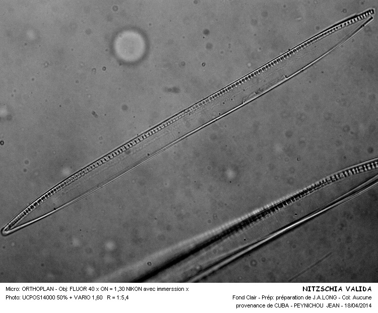 NITZSCHIA VALIDA #37220