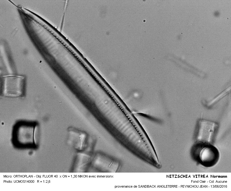 NITZSCHIA VITREA Normann #45683