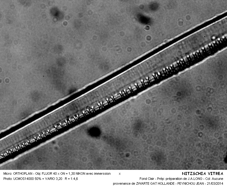 NITZSCHIA VITREA #36853