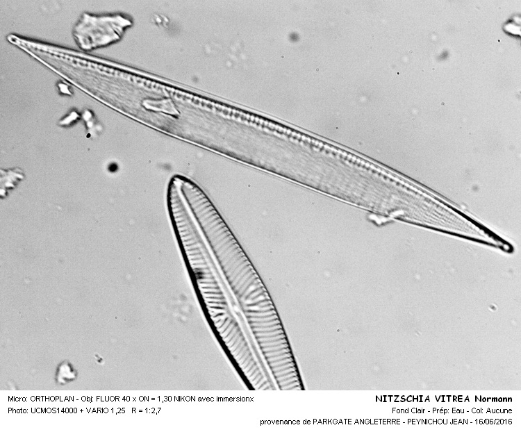 NITZSCHIA VITREA Normann #45739