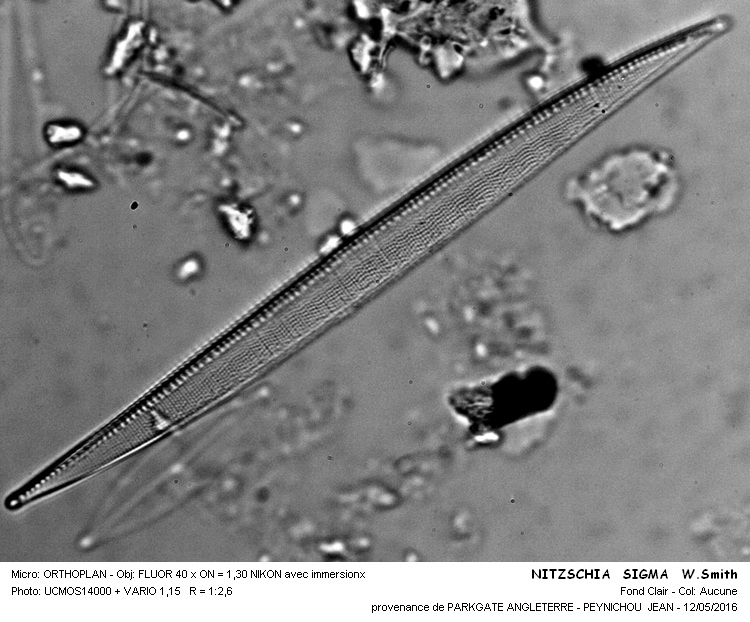 NITZSCIA  SIGMA W.Smith #45112