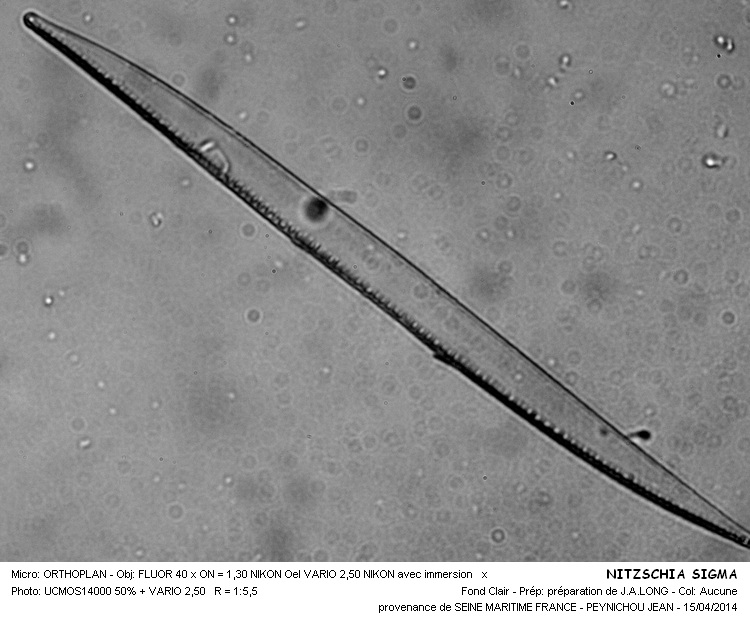 NIZSCHIA SIGMA #37179