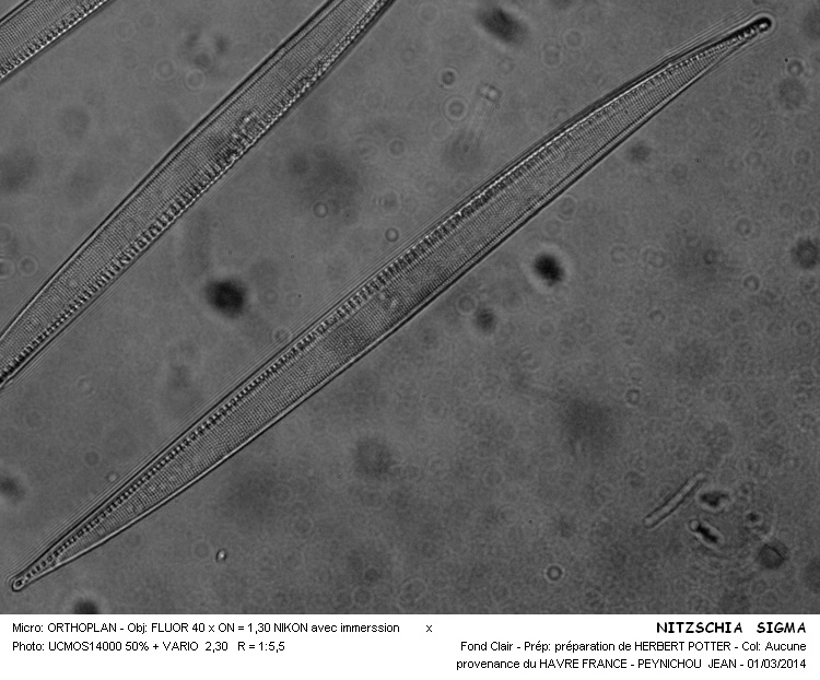 NIZSCHIA SIGMA #36585