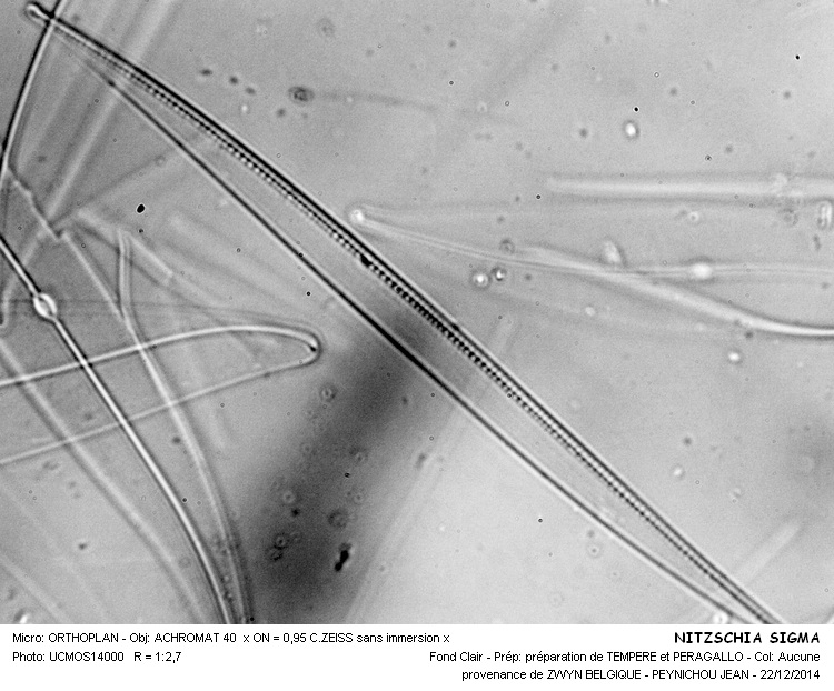 NIZSCHIA SIGMA #40161