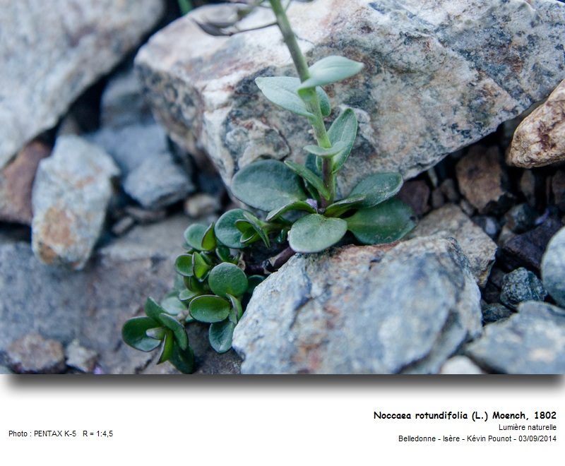 Noccaea rotundifolia (L.) Moench, 1802 #38794