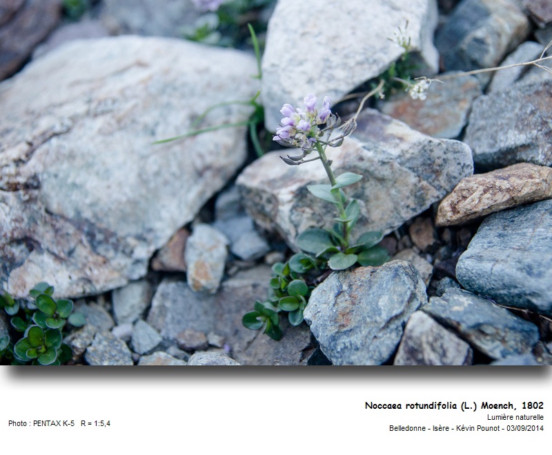 Noccaea rotundifolia (L.) Moench, 1802 #38793
