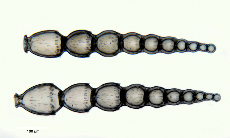 Nodosaria vigula Brady #35677