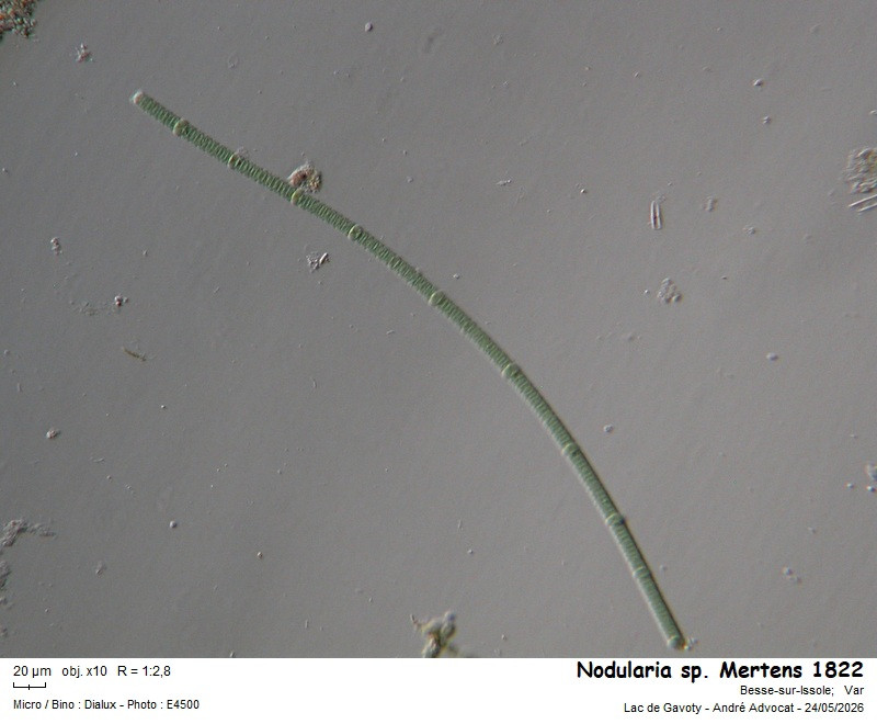 Nodularia sp. #86112
