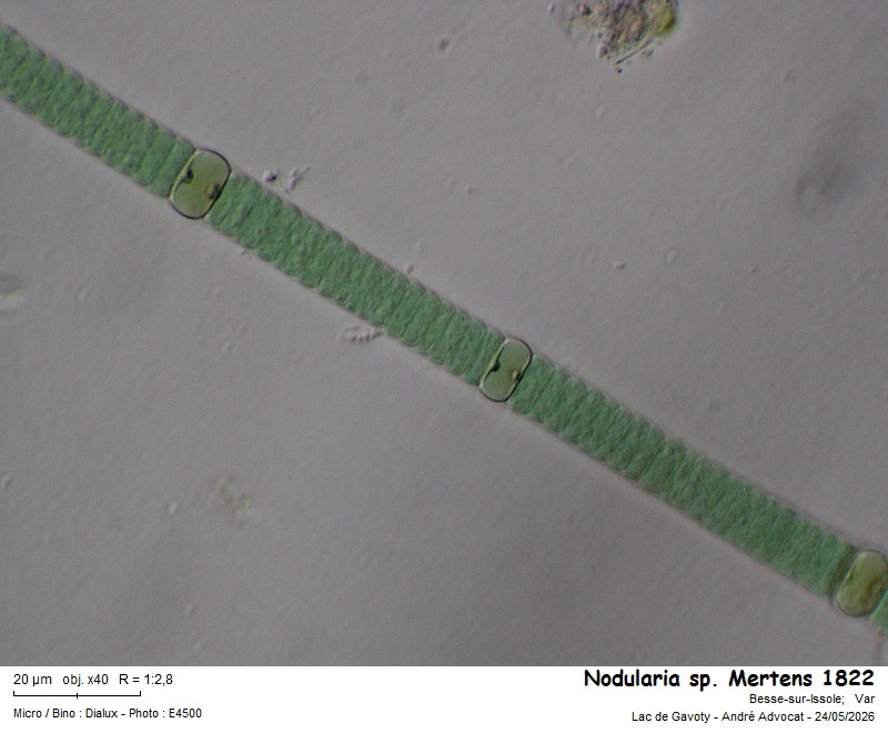 Nodularia sp. #86113