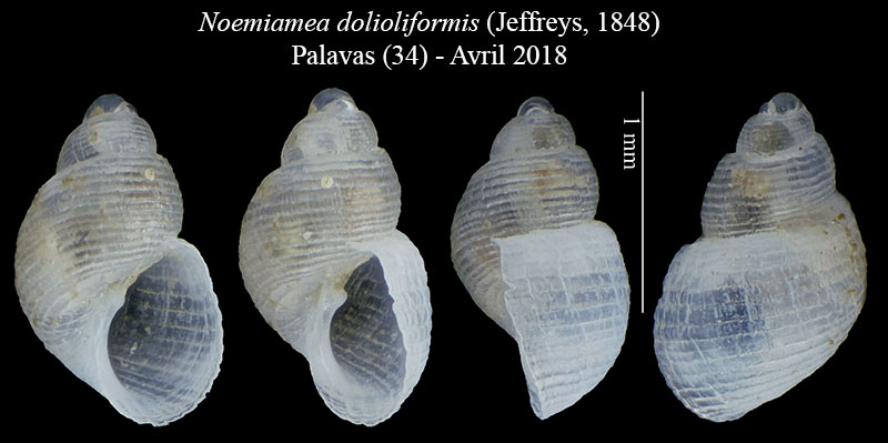 Noemiamea dolioliformis #55888